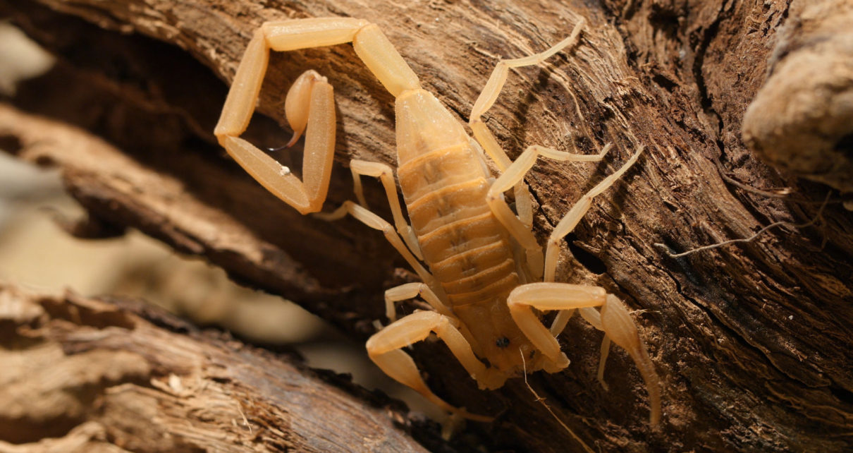 Pest Control Scorpion Pest Control