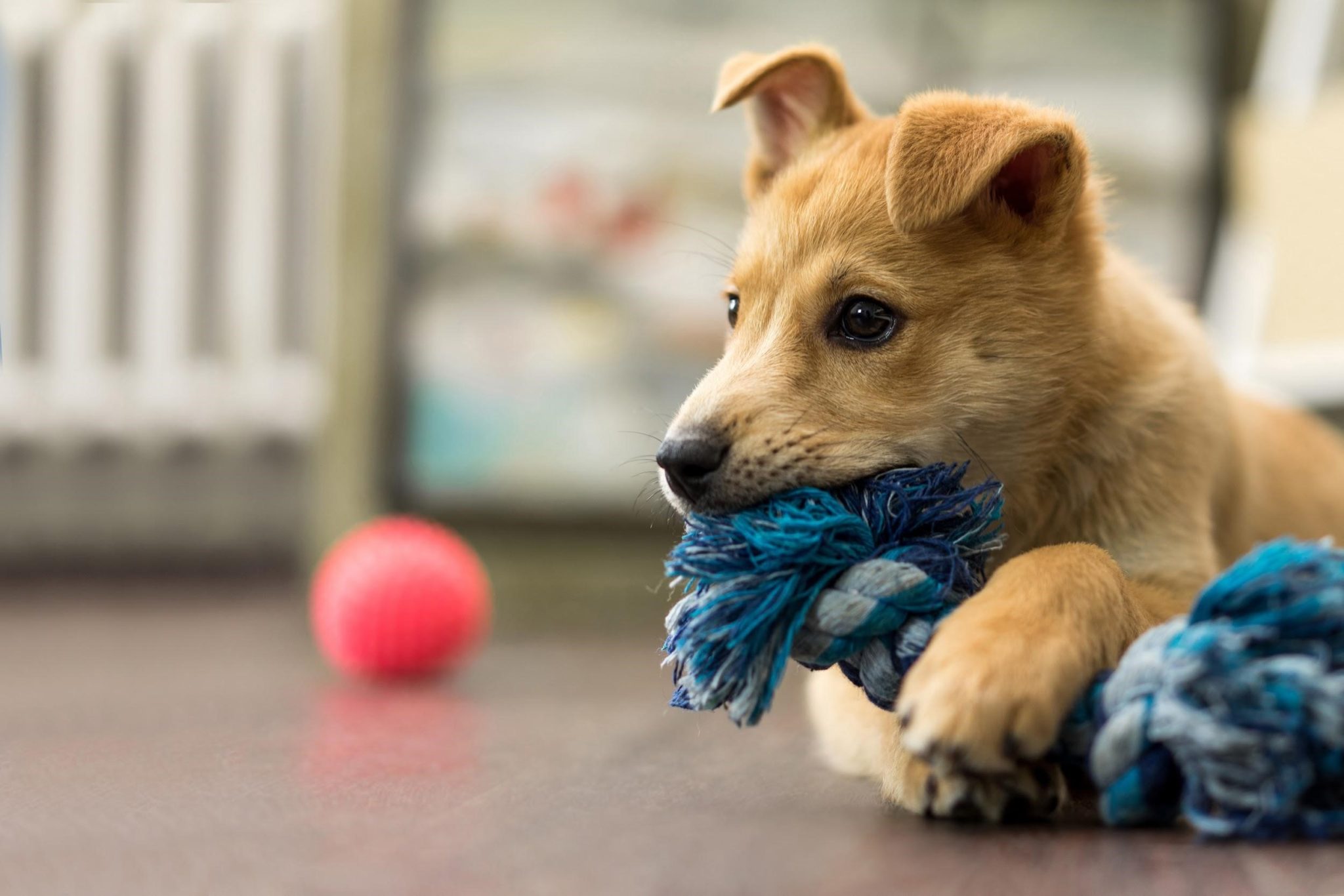 new-dog-necessities-how-to-prepare-your-house-for-a-puppy