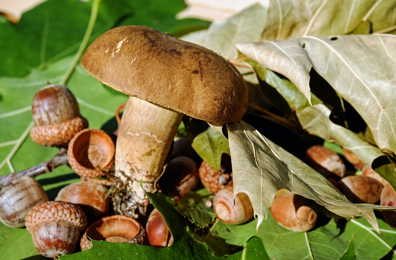 Mushroom Chocolate Bar
