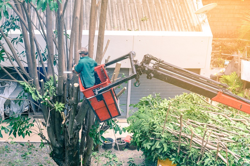 Pruning Services