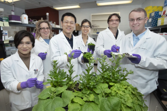Five people standing and holding plant