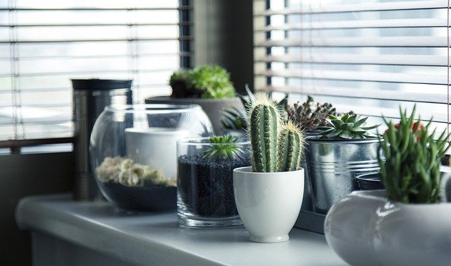 Tips For Successful Gardening Indoors