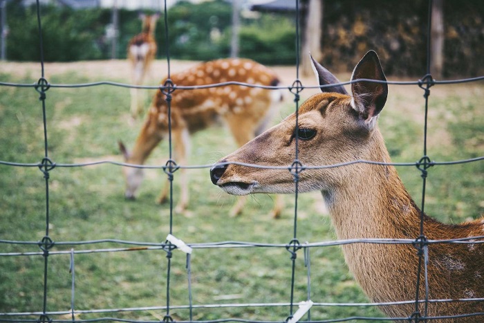 Deer fence