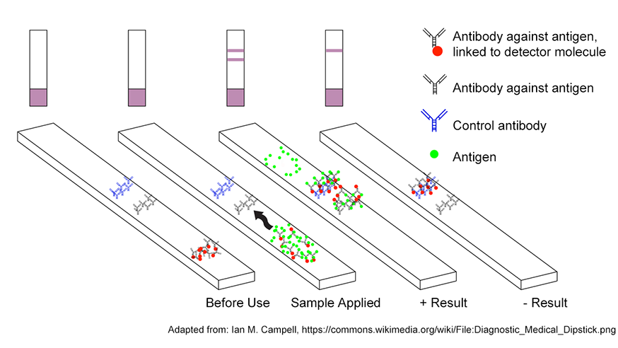 your-covid-19-rapid-test-is-positive-now-what-cbc-news