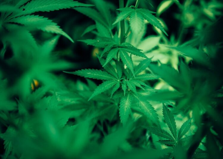 Online Cannabis Retail