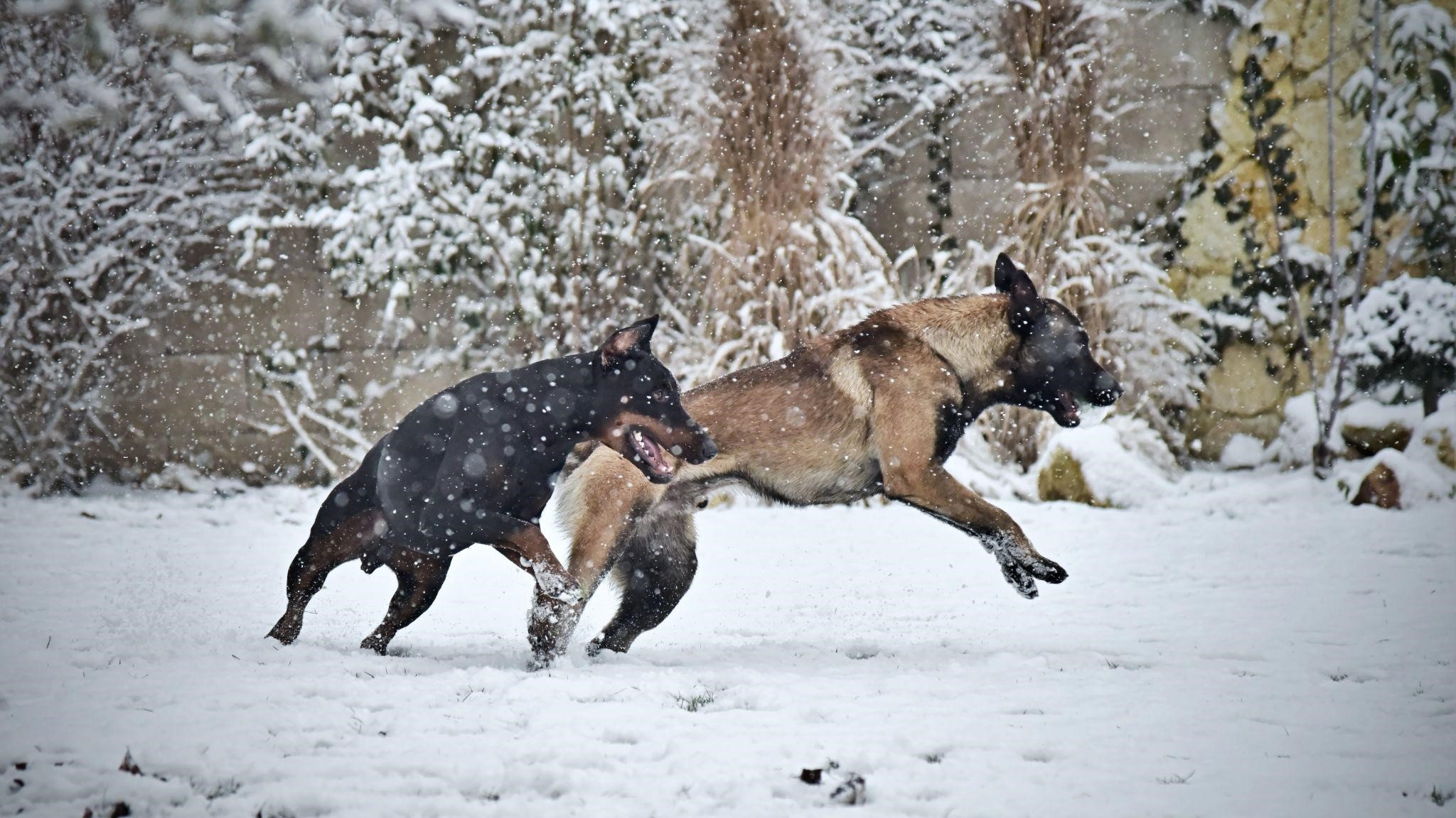 Trained Belgian Malinois