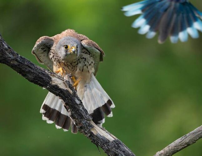 Thе Joy of Birding and Photography