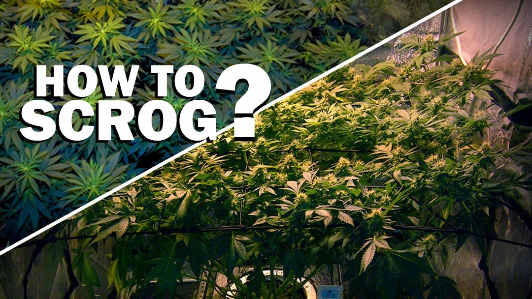 How to Scrog Cannabis: A Step-by-Step Guide - INSCMagazine