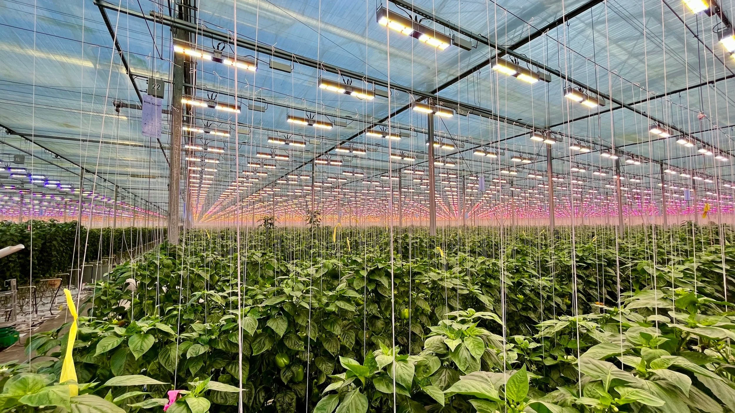 LED Greenhouse Lighting: Illuminating the Future of Agriculture ...