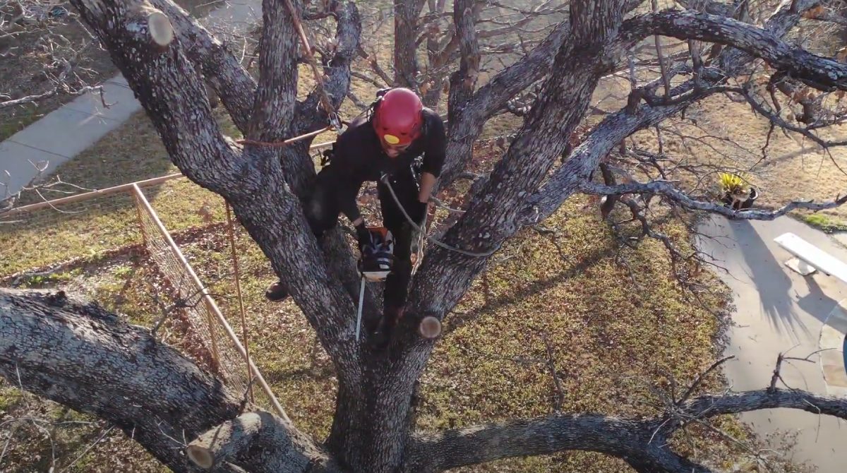 Navigating Tree Removal Laws on Commercial Properties A Comprehensive Guide INSCMagazine