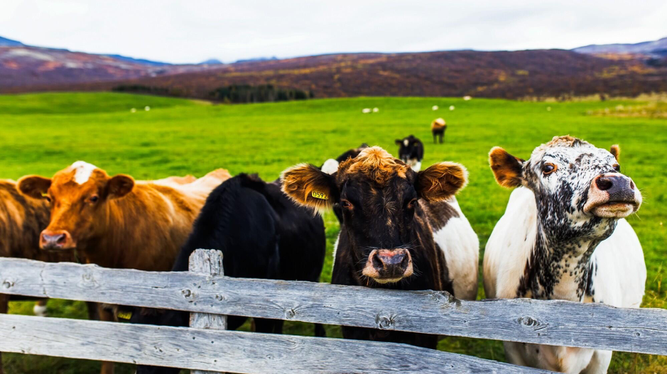 Farm Animals INSCMagazine